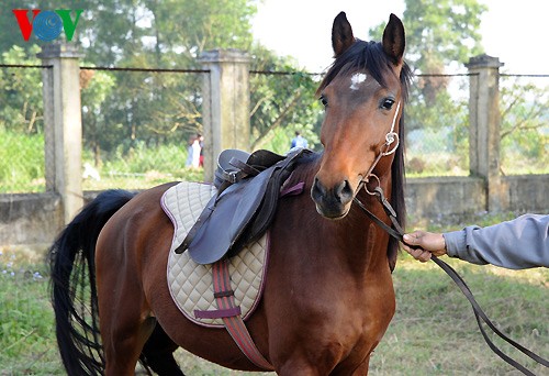 A tour of the biggest horse farm in the north - ảnh 8